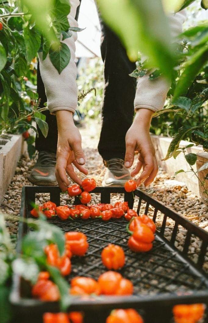 Seasonal British produce