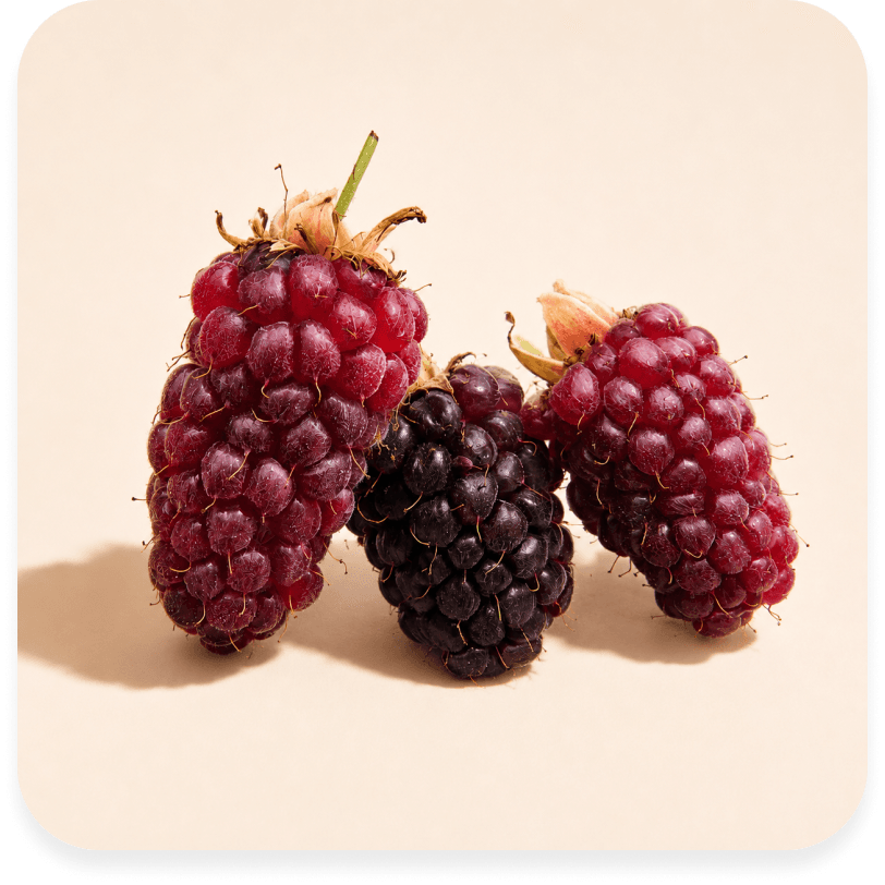 Scottish Tayberries
